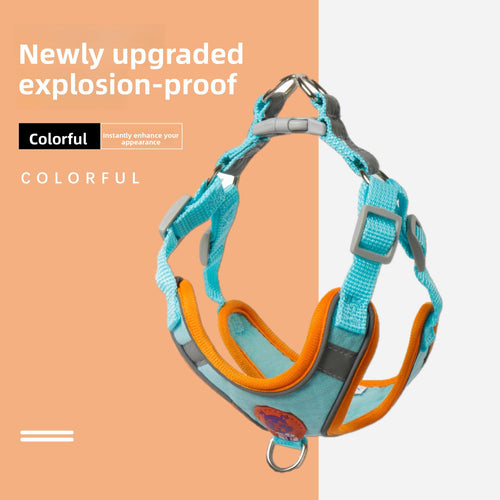 Colorful dog harness with text on a split background